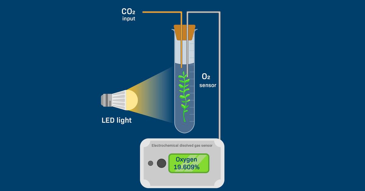 The Effect of Carbon Dioxide Levels on Photosynthesis