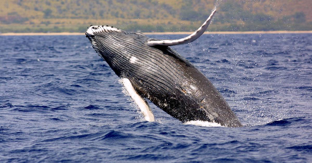 Eavesdropping on Whales: A Day in the Life