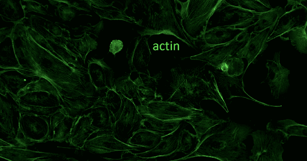 How To: Fluorescence Microscopy