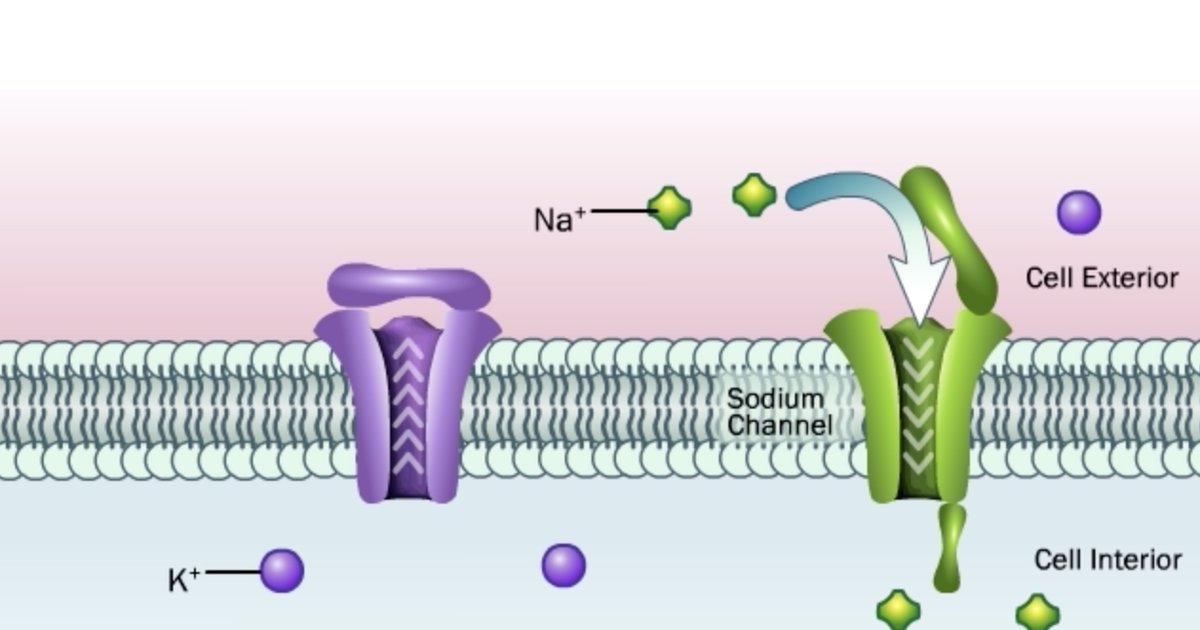 Action Potentials