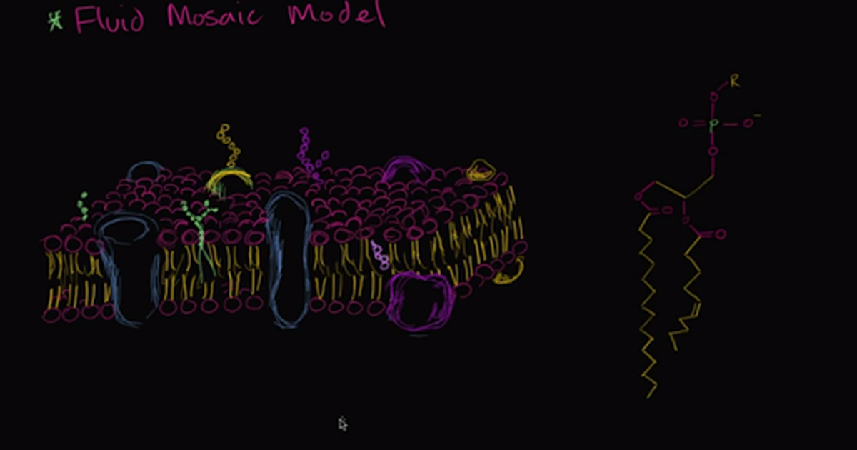 Fluid Mosaic Model of Cell Membranes