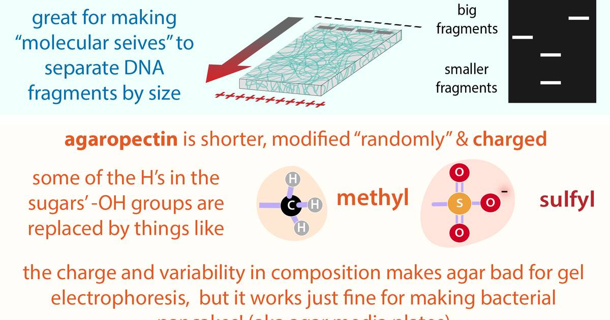 Infographic: Agar Structure