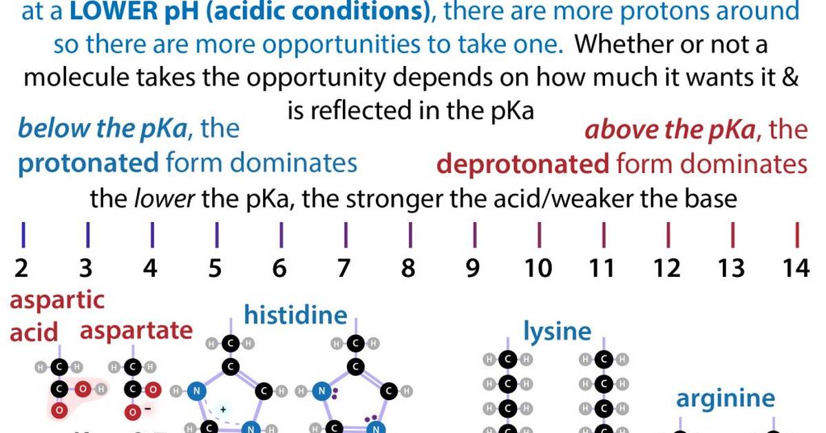 Infographic: Amino Acids are Sometimes Charged
