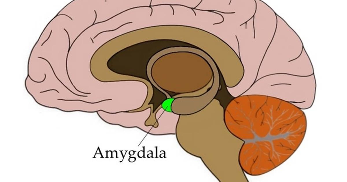 The Amygdala: Beyond Fear