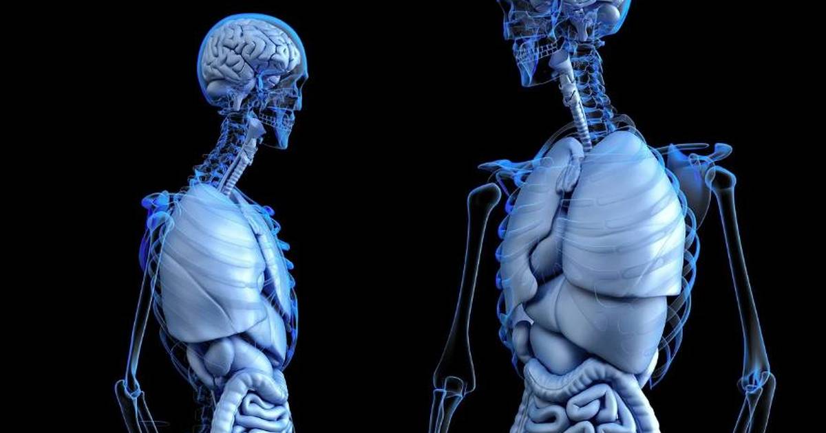 Anatomical Terms: Foundations in Body Orientation and Planes