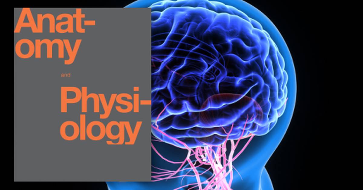 Anatomy of the Nervous System