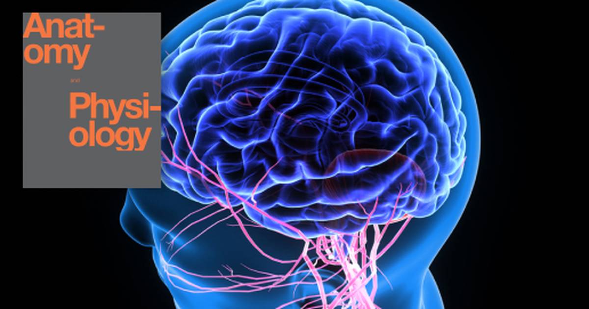 Chapter Review of Anatomy of the Nervous System