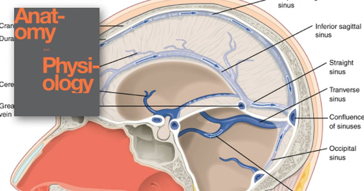 Circulation and the Central Nervous System
