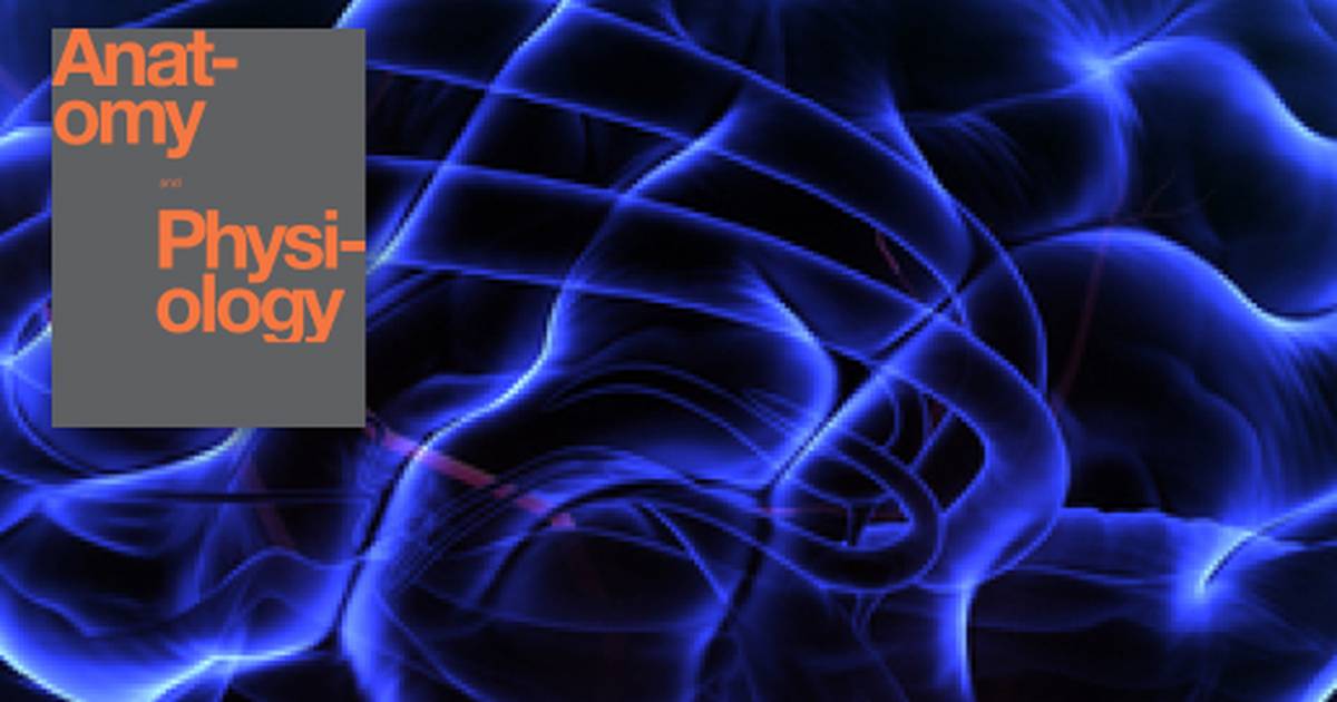 Key Terms Related to Anatomy of the Nervous System