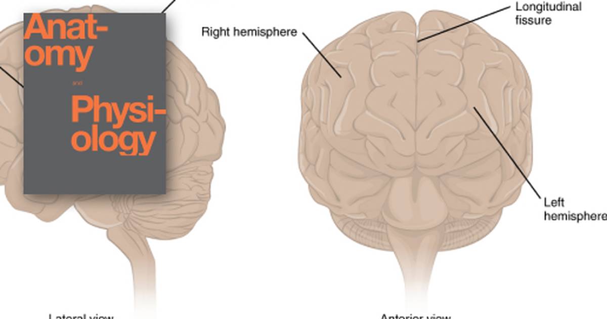 The Central Nervous System