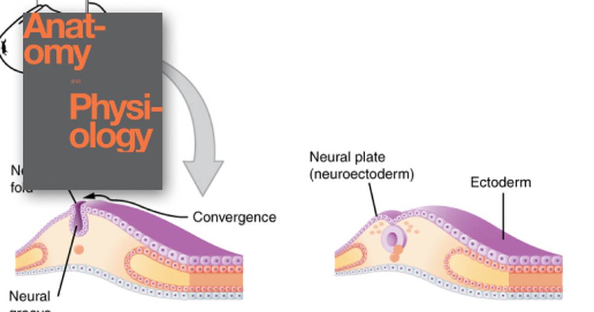 The Embryologic Perspective