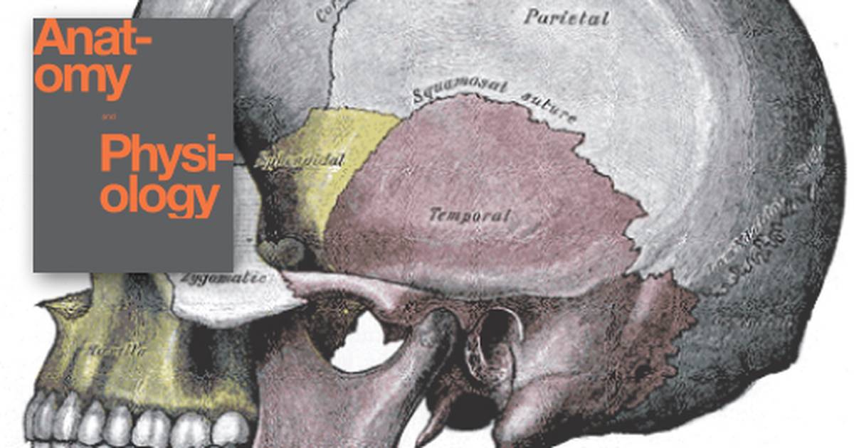 Introduction to Axial Skeleton