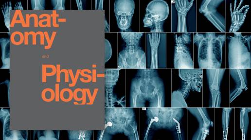 Anatomy And Physiology Radiography