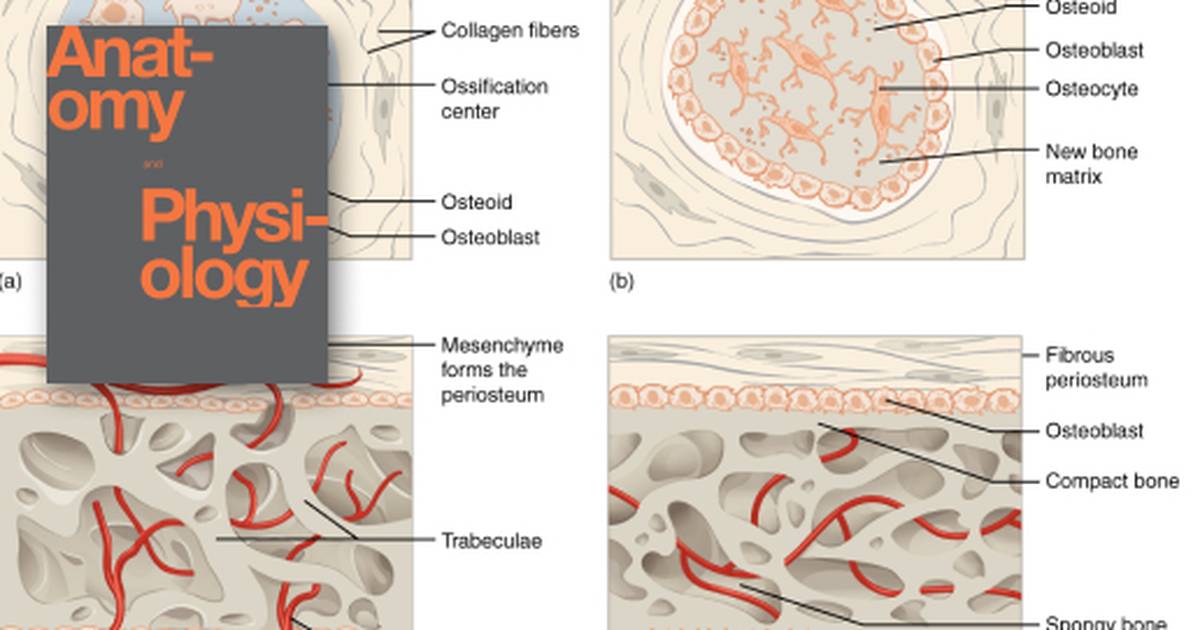 Bone Formation and Development