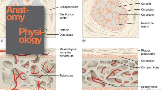 Skeletal System Bone Formation Intramembranous And Musculoskeletal