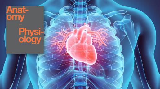 The Cardiovascular System: The Heart - Pathway - LabXchange