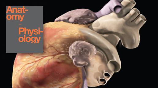 The Cardiovascular System: The Heart - Pathway - LabXchange