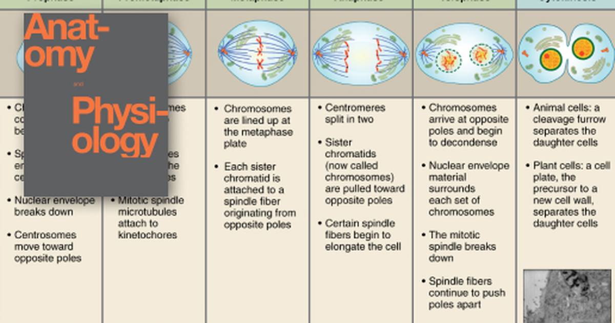 Cell Growth and Division