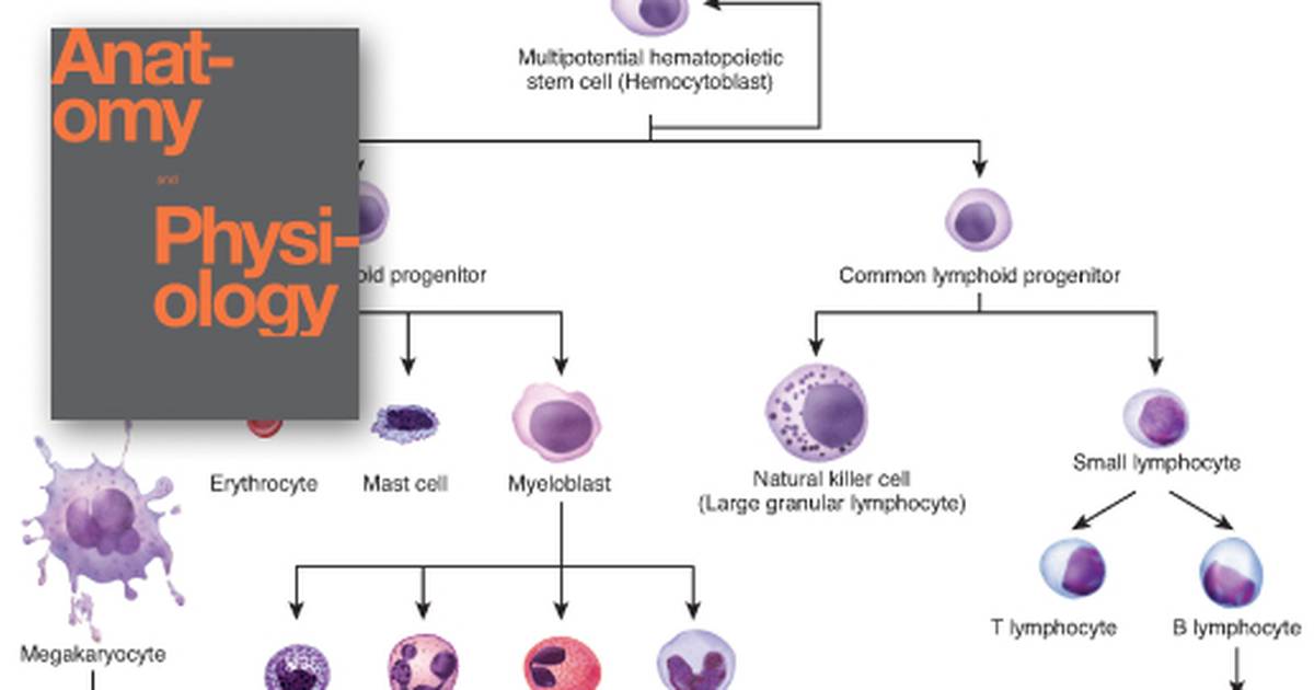 Cellular Differentiation