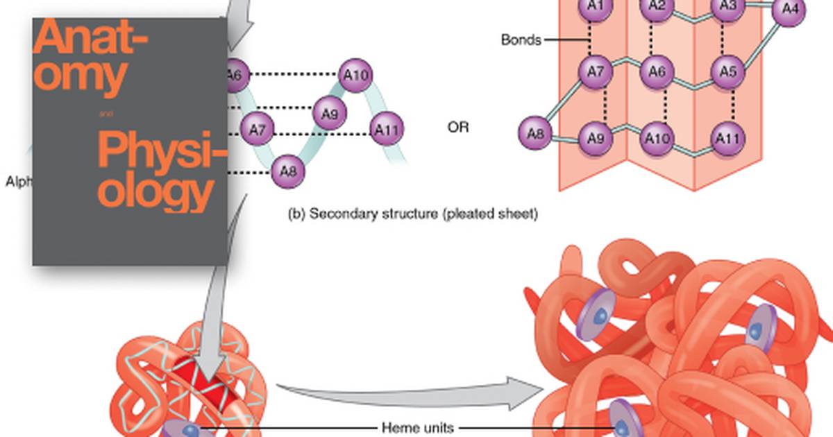 Organic Compounds Essential to Human Functioning