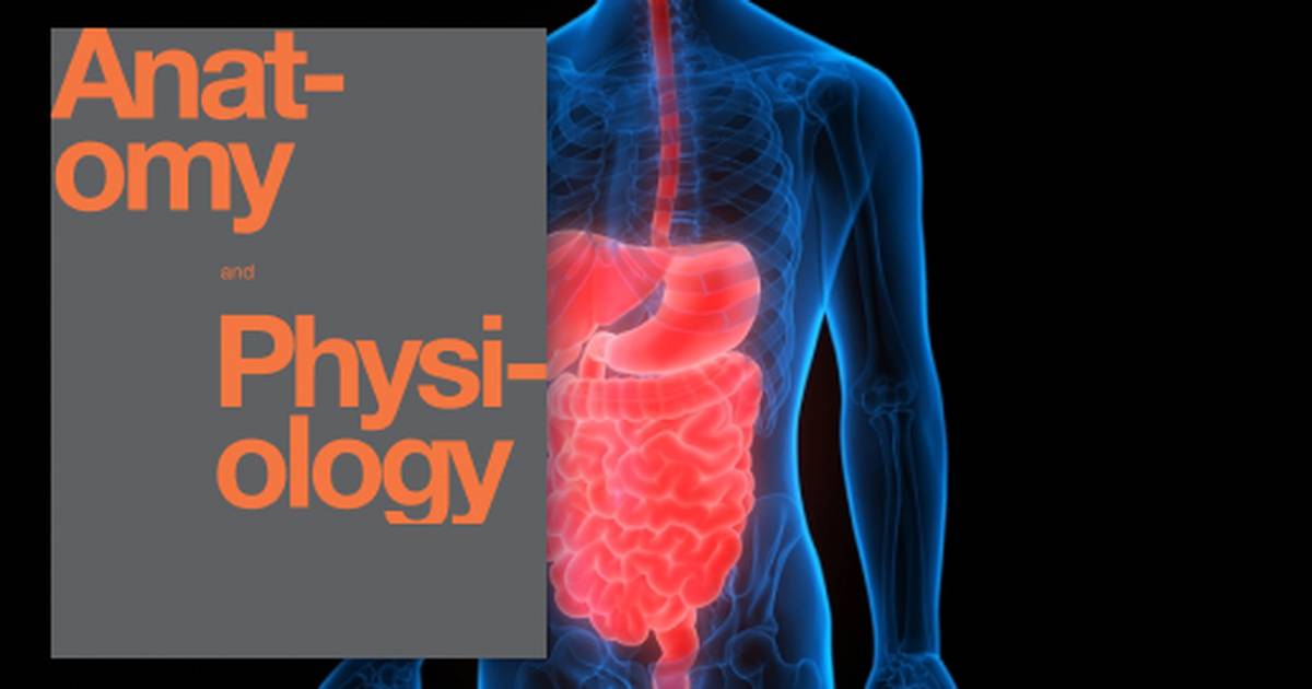 The Digestive System
