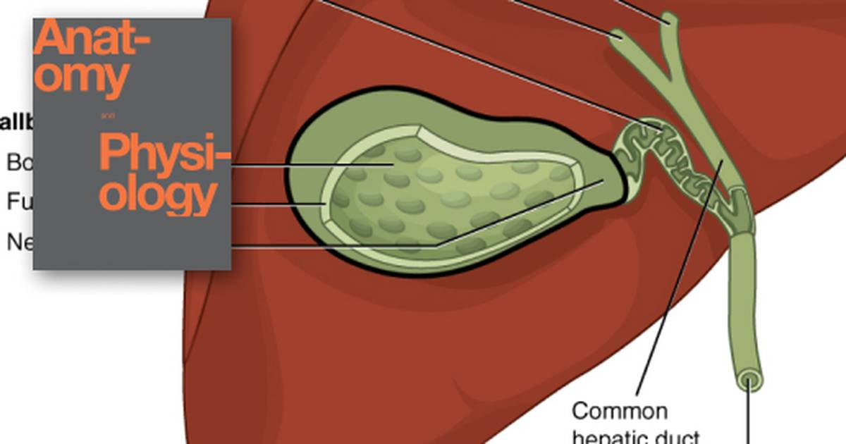 Accessory Organs in Digestion: The Liver, Pancreas, and Gallbladder