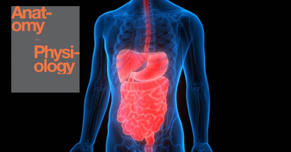 Chapter Review of The Digestive System