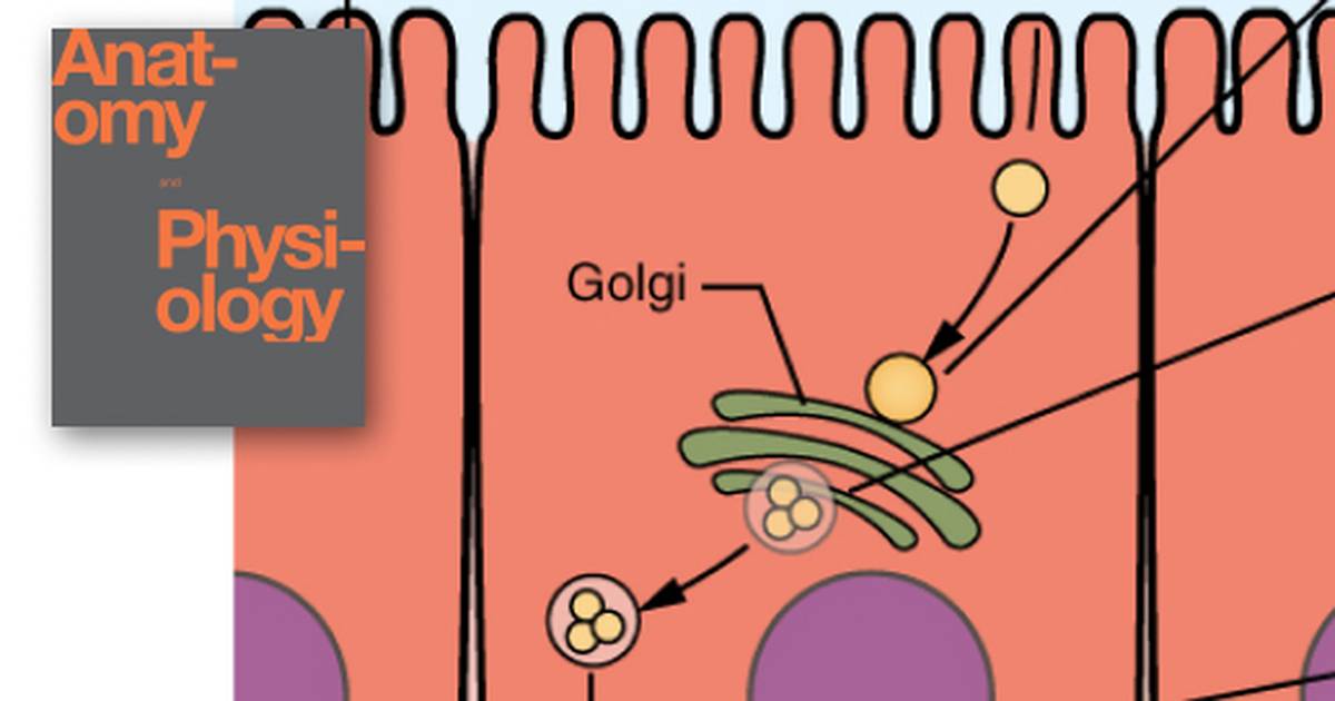 Chemical Digestion and Absorption: A Closer Look
