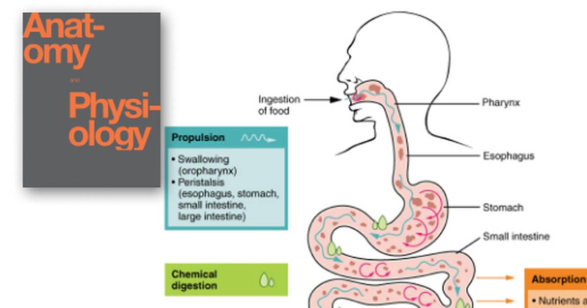 Digestive System Processes and Regulation