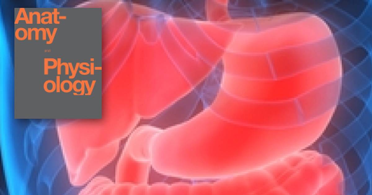 Key Terms Related to The Digestive System