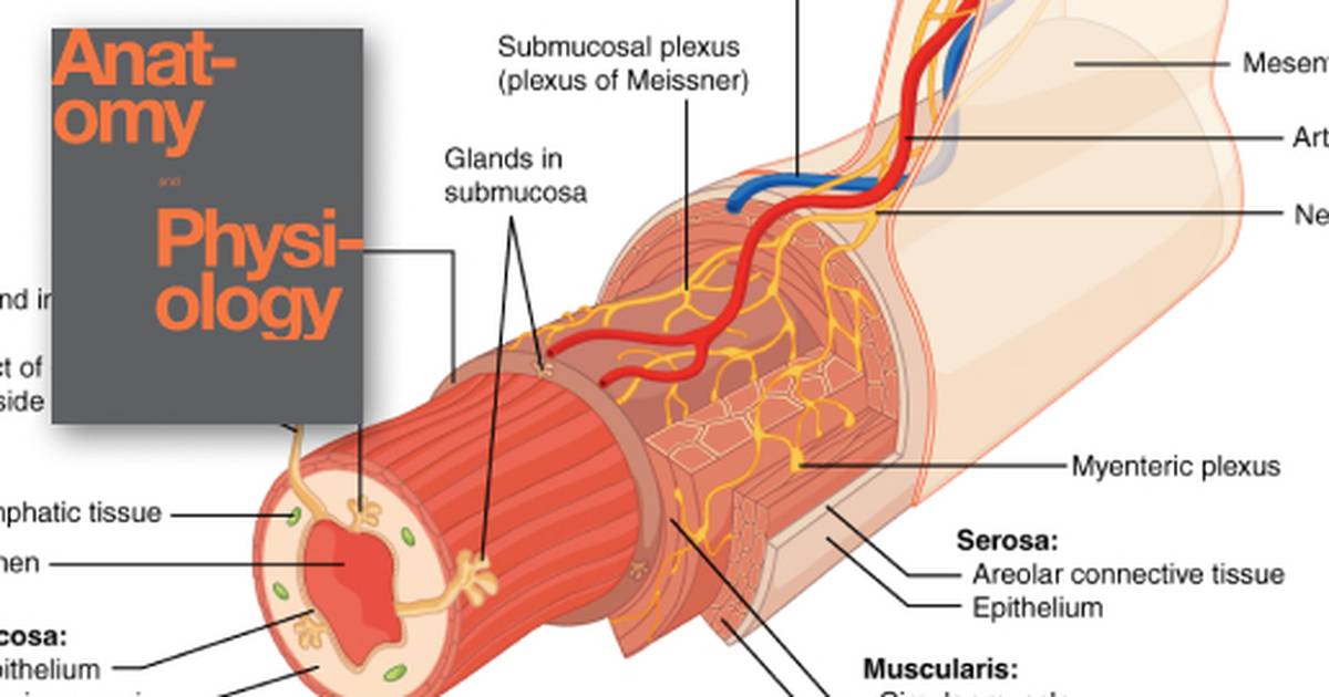 Overview of the Digestive System
