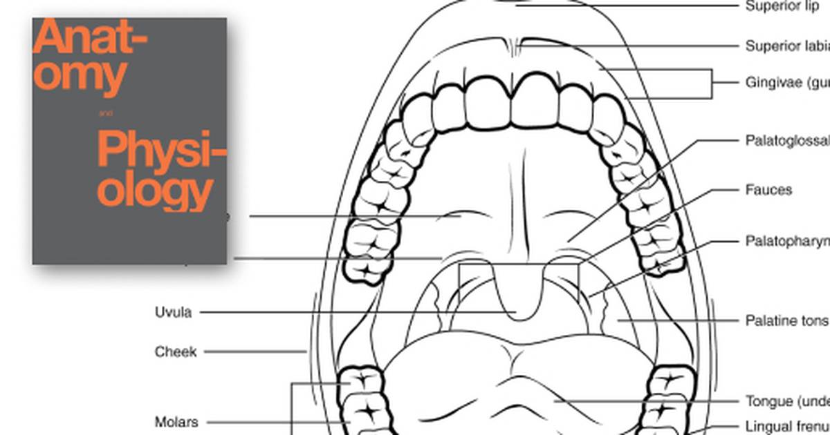 The Mouth, Pharynx, and Esophagus