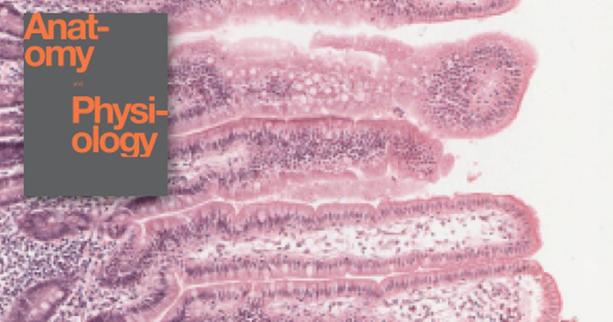 The Small and Large Intestines