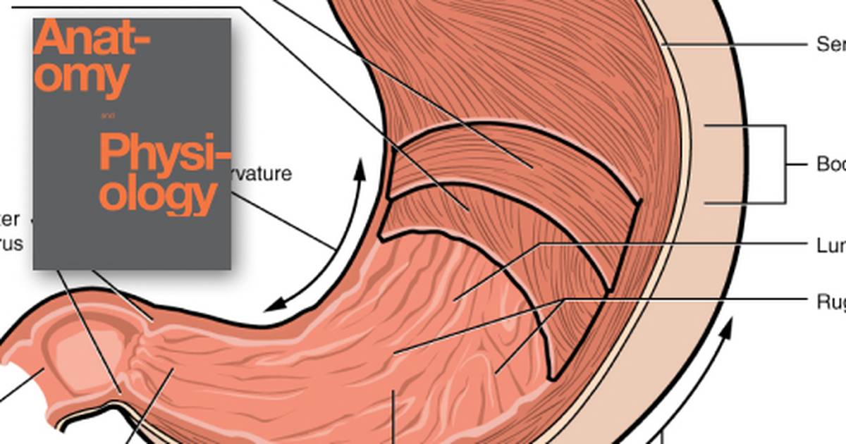 The Stomach