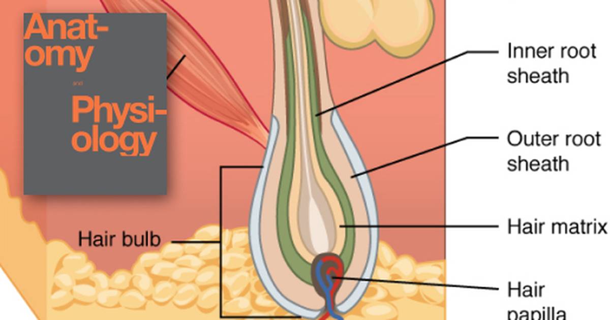 Accessory Structures of the Skin