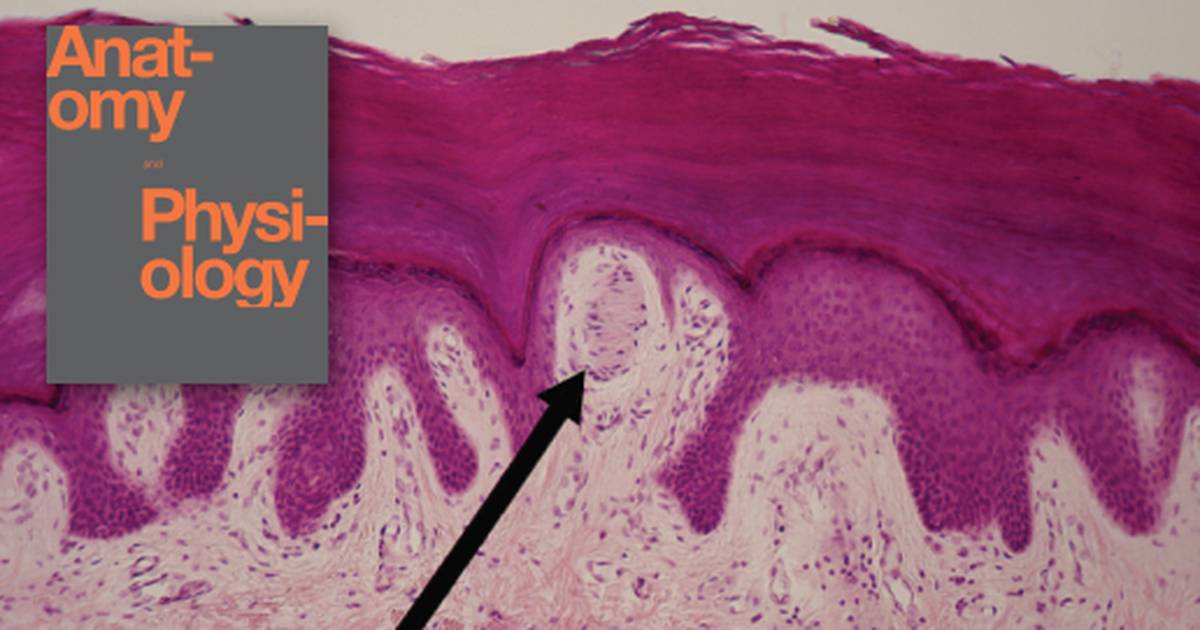 Functions of the Integumentary System