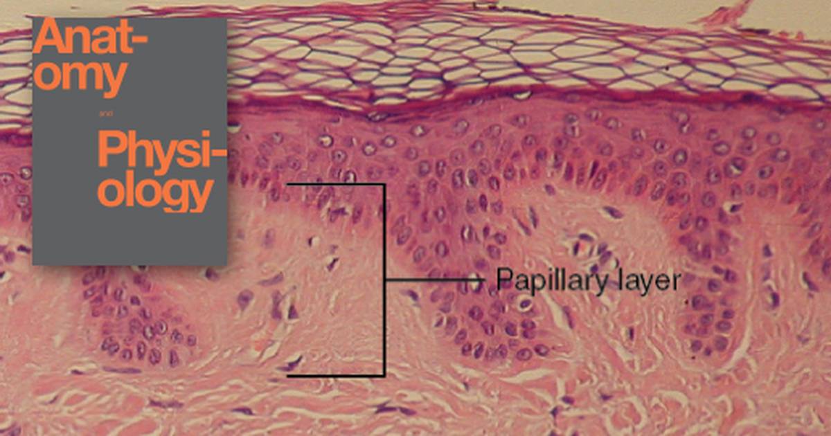 Layers of the Skin