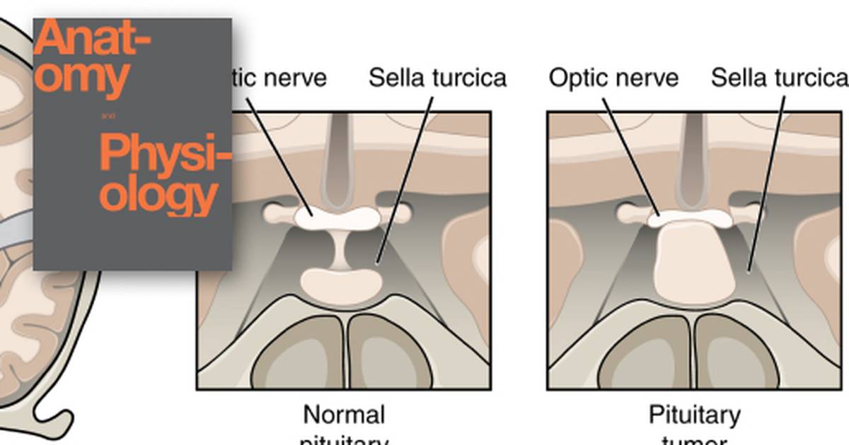 The Cranial Nerve Exam