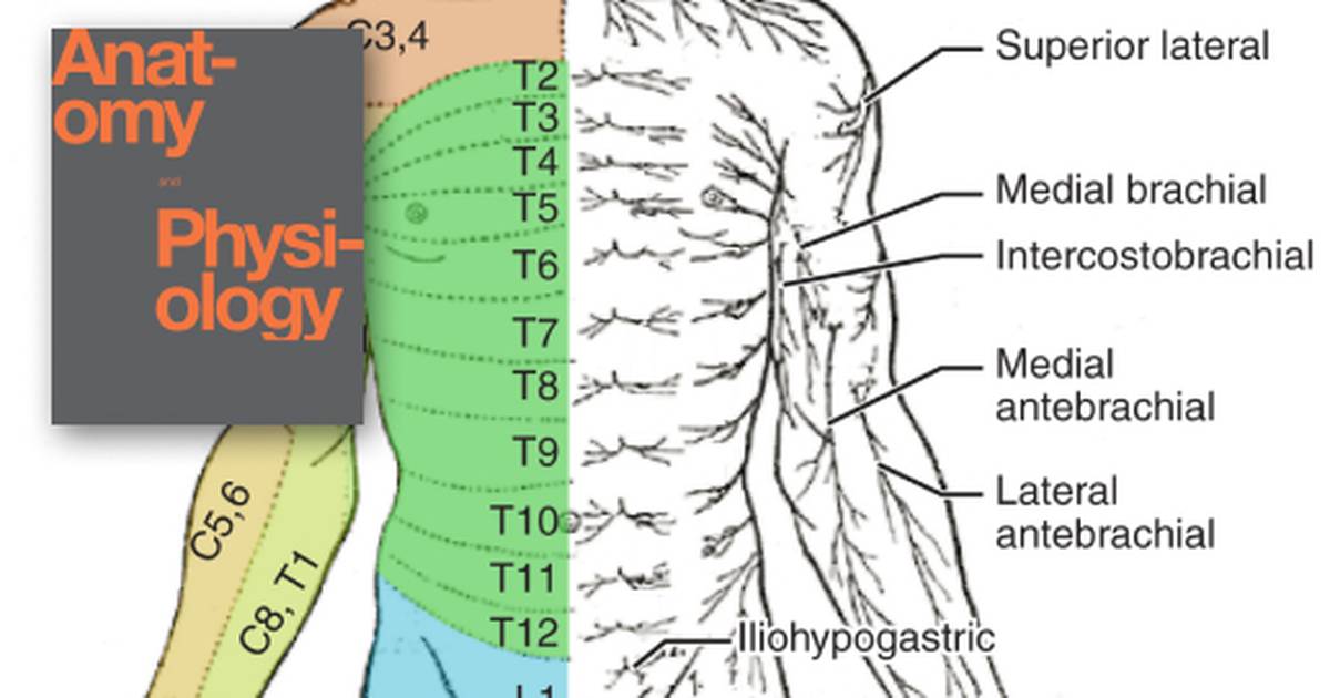 The Sensory and Motor Exams
