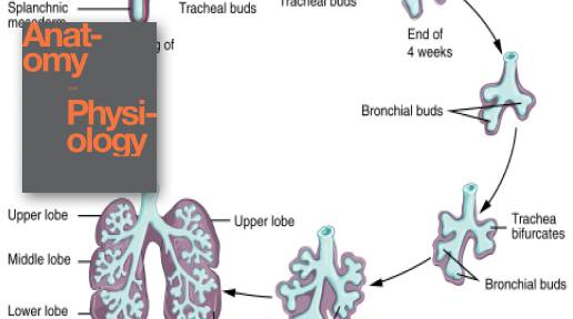 Embryonic Development Of The Respiratory System Anatomy And Physiology