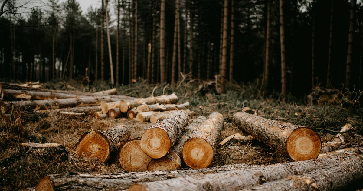 Water Cycle Lesson: Deforestation