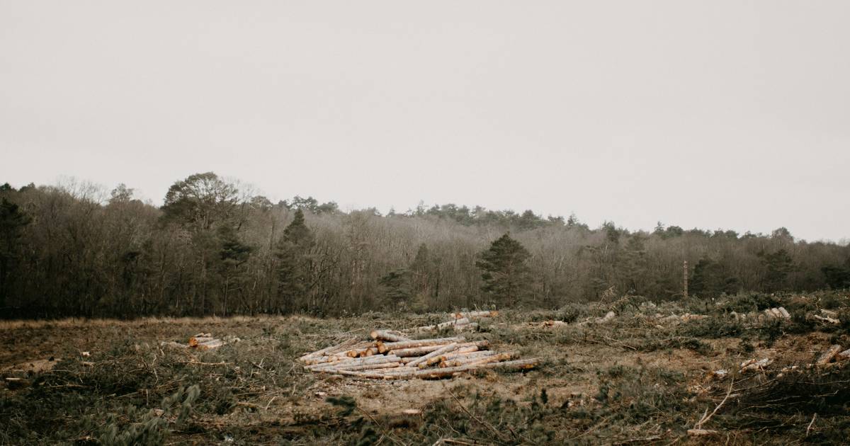 Teacher Slideshow: Deforestation