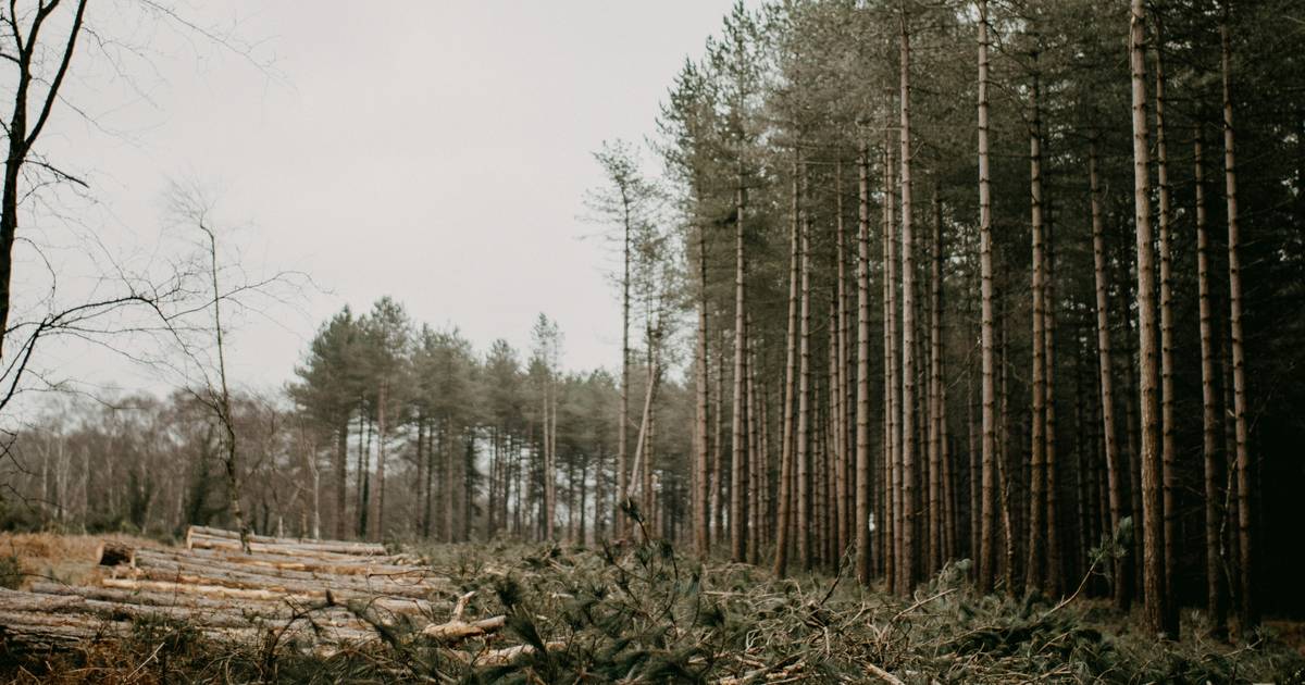 Student Worksheet: Deforestation