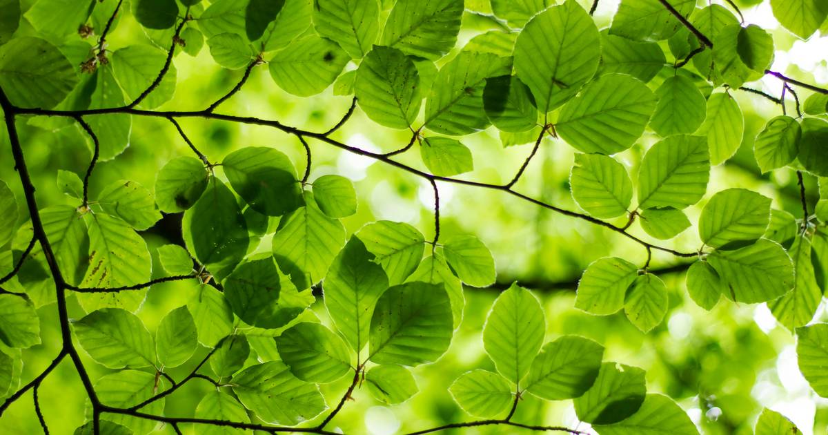 Compound Leaves