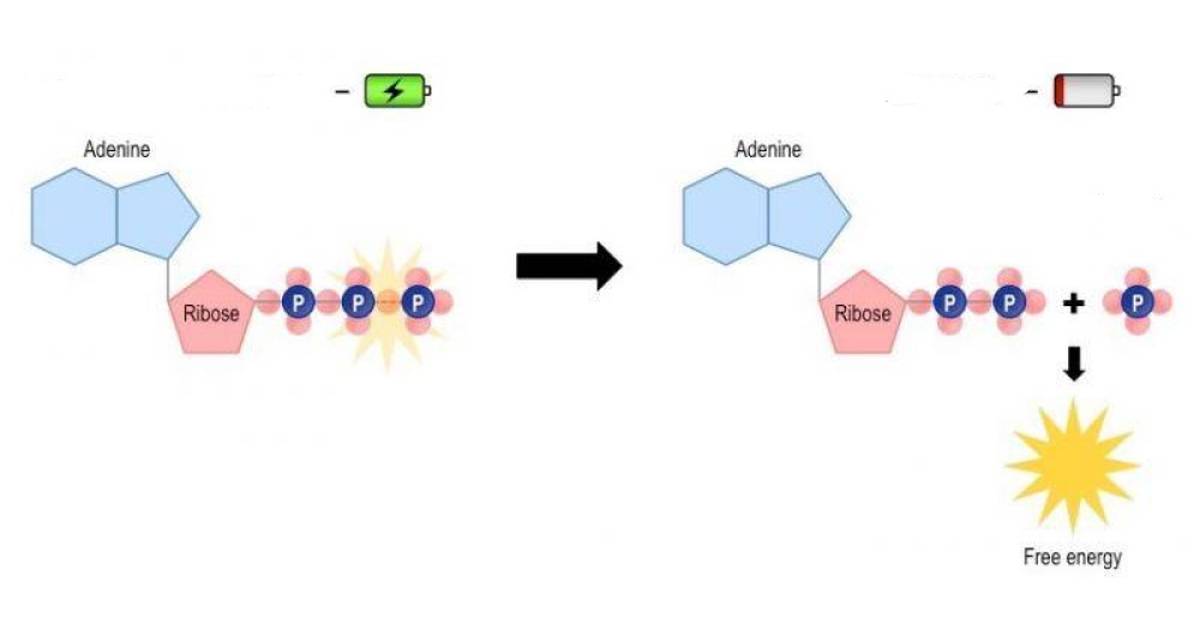 Biology of the Cell: ATP in Living Systems