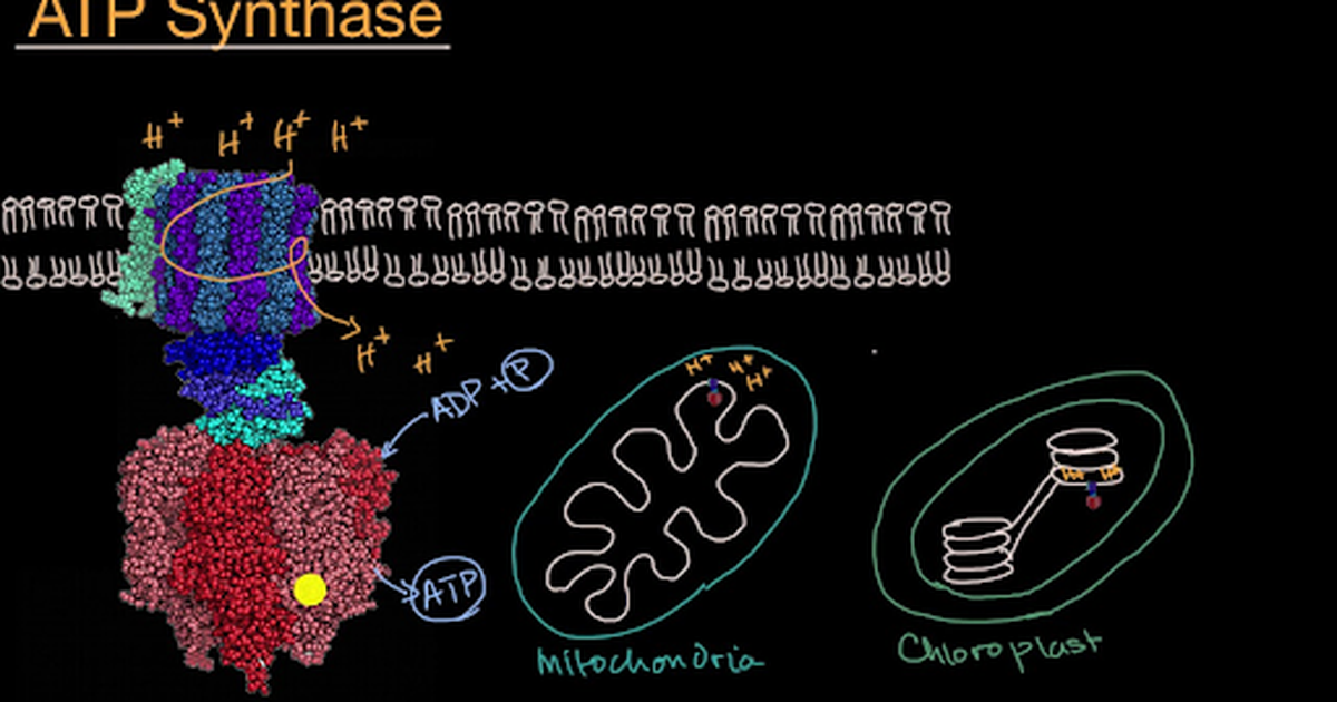 ATP Synthase