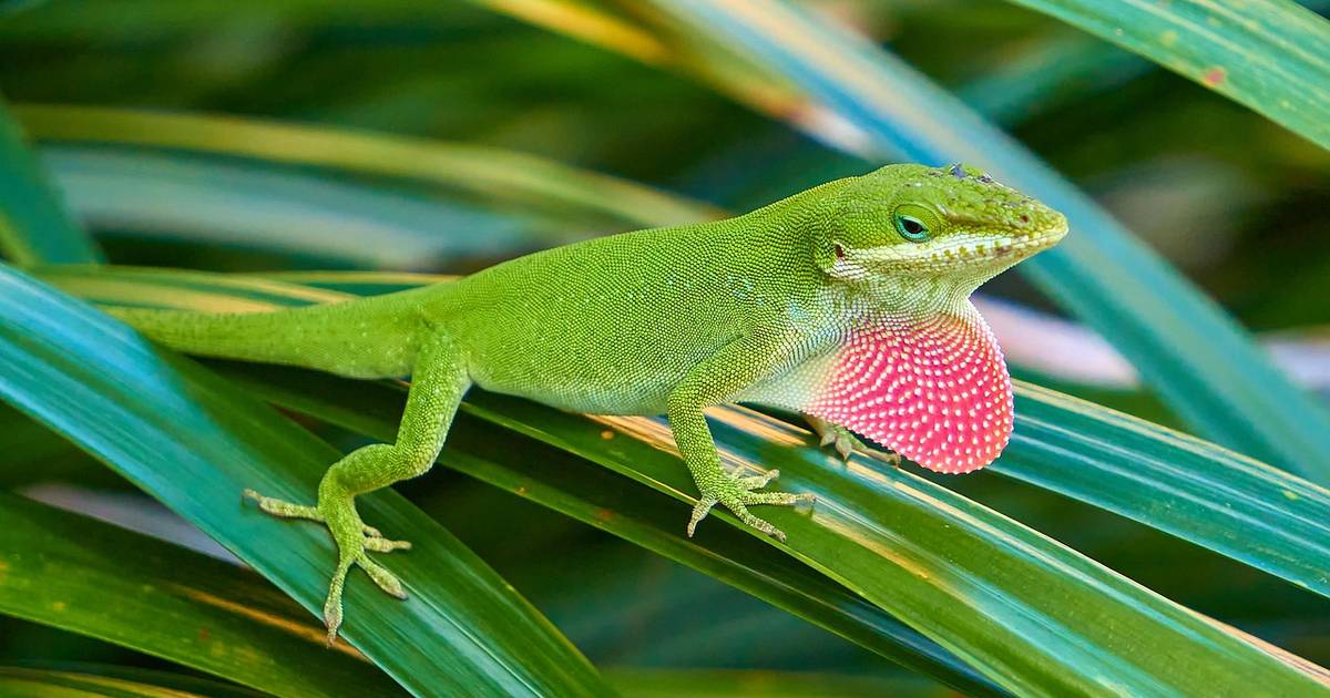 Lizard Evolution Virtual Lab