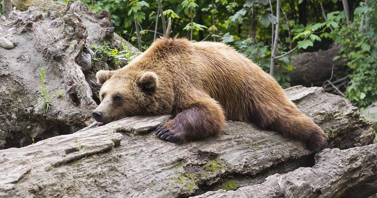 How Do Animals Survive Without Food During Hibernation?