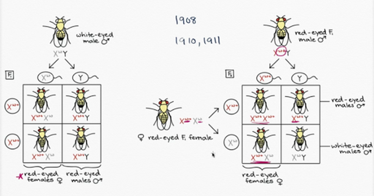 Thomas Hunt Morgan and Fruit Flies