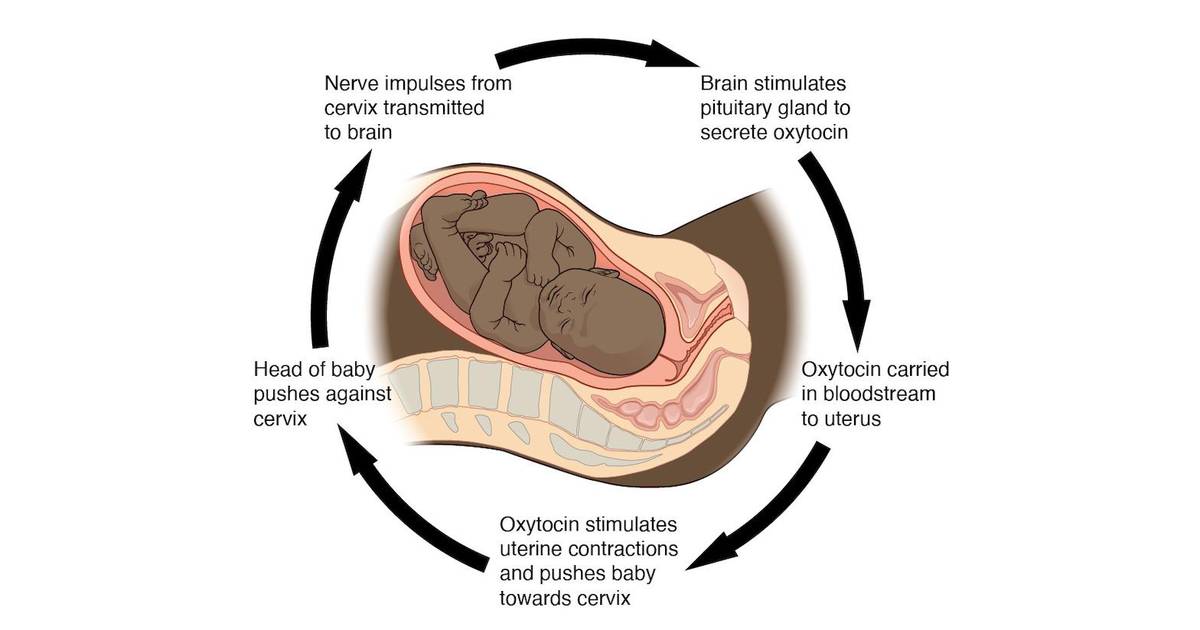 Homeostasis and the Human Body: Feedback Loops and Homeostatic Regulation